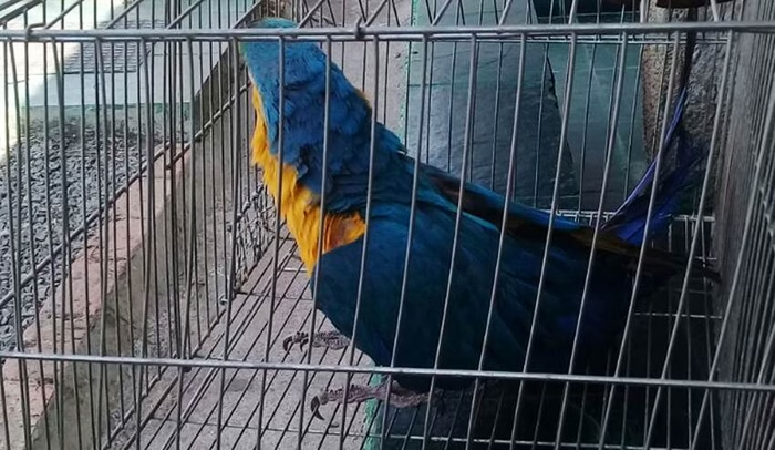 Bombeiro tenta resgatar Arara perdida e ave manda ele: “Se f…Ver Mais